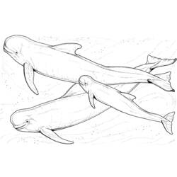 Coloring page: Beluga (Animals) #1044 - Free Printable Coloring Pages