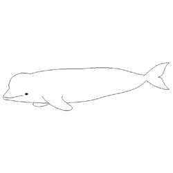 Coloring page: Beluga (Animals) #1048 - Free Printable Coloring Pages