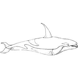 Coloring page: Beluga (Animals) #1054 - Free Printable Coloring Pages