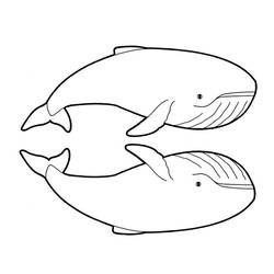 Coloring page: Beluga (Animals) #1076 - Free Printable Coloring Pages