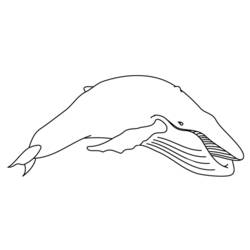 Coloring page: Beluga (Animals) #1086 - Free Printable Coloring Pages