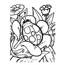 Coloring page: Bettle (Animals) #3410 - Free Printable Coloring Pages