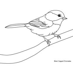 Coloring page: Birds (Animals) #11845 - Free Printable Coloring Pages