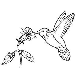 Coloring page: Birds (Animals) #11852 - Free Printable Coloring Pages