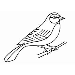 Coloring page: Birds (Animals) #11861 - Free Printable Coloring Pages
