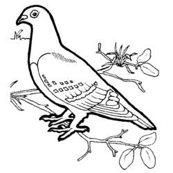 Coloring page: Birds (Animals) #11902 - Free Printable Coloring Pages