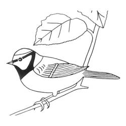 Coloring page: Birds (Animals) #11960 - Free Printable Coloring Pages