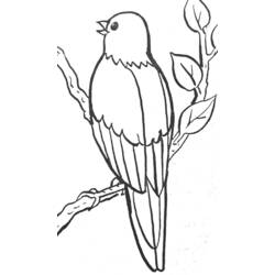 Coloring page: Birds (Animals) #11976 - Free Printable Coloring Pages