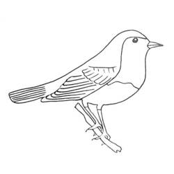Coloring page: Birds (Animals) #12021 - Free Printable Coloring Pages