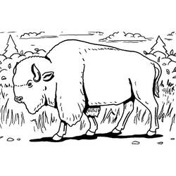 Coloring page: Bison (Animals) #1193 - Free Printable Coloring Pages
