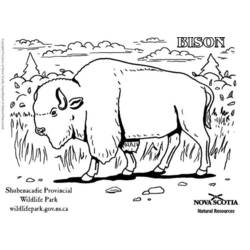 Coloring page: Bison (Animals) #1202 - Free Printable Coloring Pages