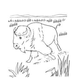 Coloring page: Bison (Animals) #1226 - Free Printable Coloring Pages