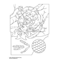 Coloring page: Boa (Animals) #1313 - Free Printable Coloring Pages