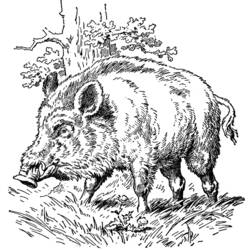 Coloring page: Boar (Animals) #14720 - Free Printable Coloring Pages