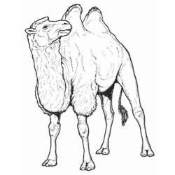 Coloring page: Camel (Animals) #1665 - Free Printable Coloring Pages