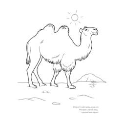 Coloring page: Camel (Animals) #1686 - Free Printable Coloring Pages