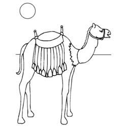 Coloring page: Camel (Animals) #1699 - Free Printable Coloring Pages