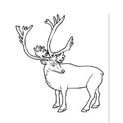 Coloring page: Caribou (Animals) #1541 - Free Printable Coloring Pages
