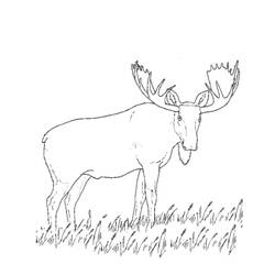 Coloring page: Caribou (Animals) #1546 - Free Printable Coloring Pages