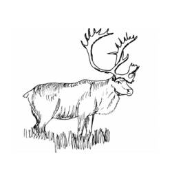 Coloring page: Caribou (Animals) #1552 - Free Printable Coloring Pages