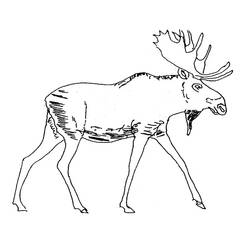 Coloring page: Caribou (Animals) #1553 - Free Printable Coloring Pages