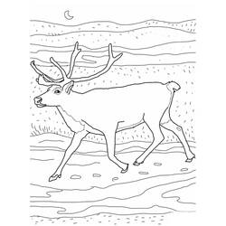 Coloring page: Caribou (Animals) #1559 - Free Printable Coloring Pages