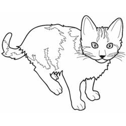 Coloring page: Cat (Animals) #1781 - Free Printable Coloring Pages