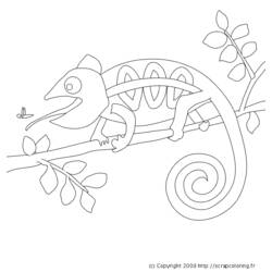 Coloring page: Chameleon (Animals) #1407 - Free Printable Coloring Pages