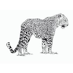 Coloring page: Cheetah (Animals) #7868 - Free Printable Coloring Pages
