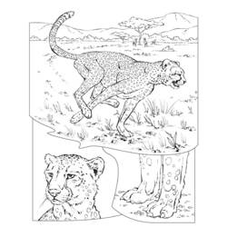 Coloring page: Cheetah (Animals) #7886 - Free Printable Coloring Pages