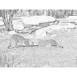 Coloring page: Cheetah (Animals) #7943 - Free Printable Coloring Pages