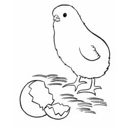 Coloring page: Chick (Animals) #15436 - Free Printable Coloring Pages