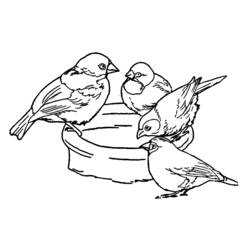 Coloring page: Chicks (Animals) #20136 - Free Printable Coloring Pages