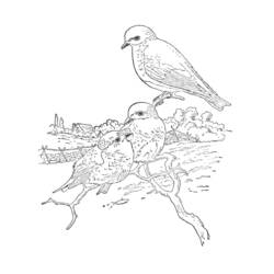 Coloring page: Chicks (Animals) #20143 - Free Printable Coloring Pages