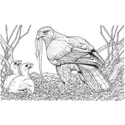Coloring page: Chicks (Animals) #20360 - Free Printable Coloring Pages
