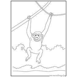 Coloring page: Chimpanzee (Animals) #2761 - Free Printable Coloring Pages