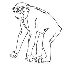 Coloring page: Chimpanzee (Animals) #2767 - Free Printable Coloring Pages