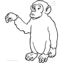 Coloring page: Chimpanzee (Animals) #2805 - Free Printable Coloring Pages