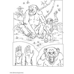 Coloring page: Chimpanzee (Animals) #2832 - Free Printable Coloring Pages