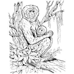 Coloring page: Chimpanzee (Animals) #2833 - Free Printable Coloring Pages