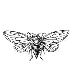 Coloring page: Cicada (Animals) #18438 - Free Printable Coloring Pages
