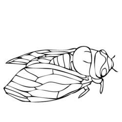 Coloring page: Cicada (Animals) #18441 - Free Printable Coloring Pages