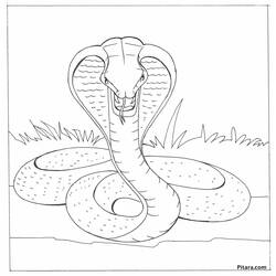 Coloring page: Cobra (Animals) #3247 - Free Printable Coloring Pages