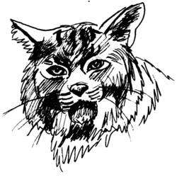 Coloring page: Cougar (Animals) #4398 - Free Printable Coloring Pages