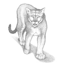 Coloring page: Cougar (Animals) #4444 - Free Printable Coloring Pages