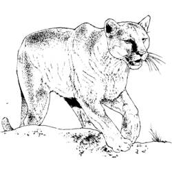 Coloring page: Cougar (Animals) #4476 - Free Printable Coloring Pages