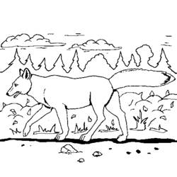 Coloring page: Coyote (Animals) #4483 - Free Printable Coloring Pages