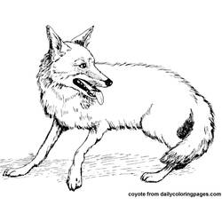 Coloring page: Coyote (Animals) #4526 - Free Printable Coloring Pages