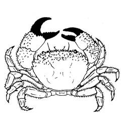Coloring page: Crab (Animals) #4601 - Free Printable Coloring Pages
