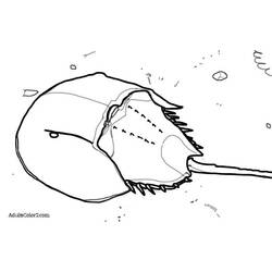 Coloring page: Crab (Animals) #4641 - Free Printable Coloring Pages